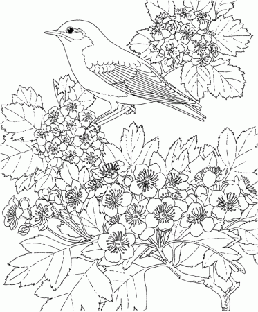 coloring pages of birds and flowers northern cardinal and ...