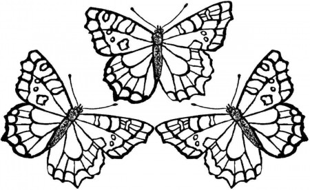 butterfly coloring pages for kids - High Quality Coloring Pages