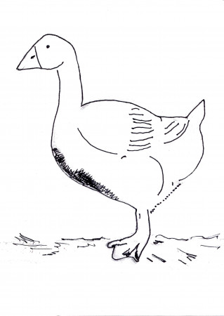 Domestic Goose Coloring Page