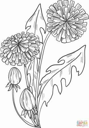 Dandelions coloring page | Free Printable Coloring Pages