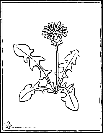 dandelion - kiddicolour
