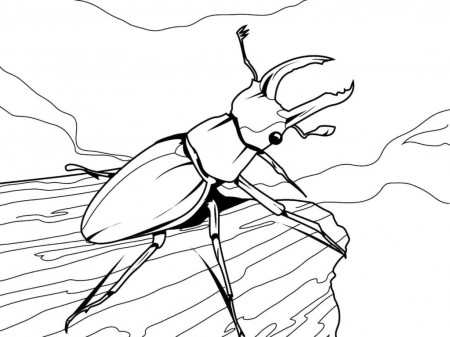 Insect Coloring Pages | Print free for Kids