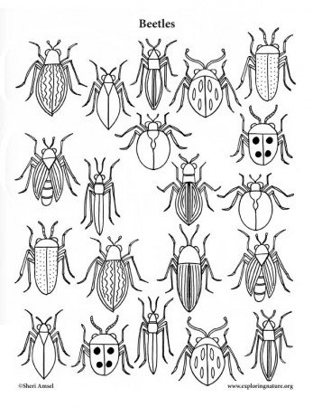 Beetles (Assorted) Coloring Page