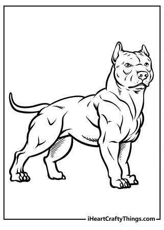Printable Pitbull Coloring Pages (Updated 2022)