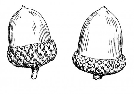 Coloring page Acorn - img 15694.