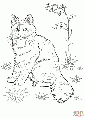 Norwegian Forest Cat coloring page | Free Printable Coloring Pages