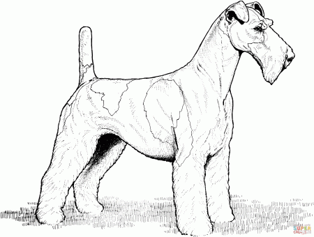 Wire Fox Terrier coloring page | Free Printable Coloring Pages