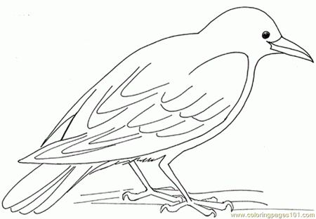 Coloring Pages Crow hungry (Birds > Crow) - free printable ... | Crow  pictures, Coloring pages, Colorful pictures