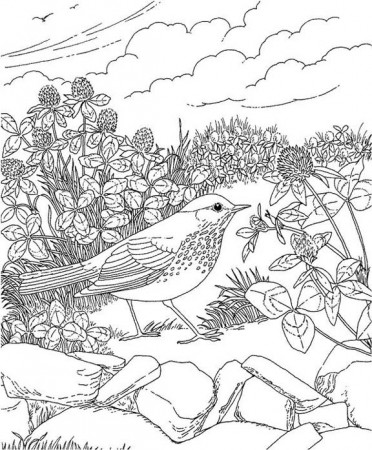 Vermont Hermit Thrush Coloring Page | Purple Kitty