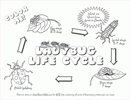 FREE Ladybug Life Cycle Coloring Page