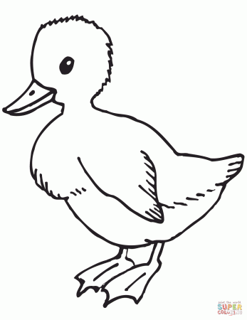 Cute Duckling coloring page | Free Printable Coloring Pages