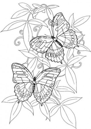 Butterfly Coloring Page | Раскраски, Контурные рисунки, Шаблоны витражей
