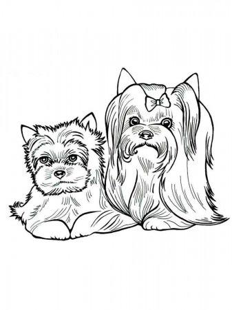 Yorkshire Terrier coloring pages