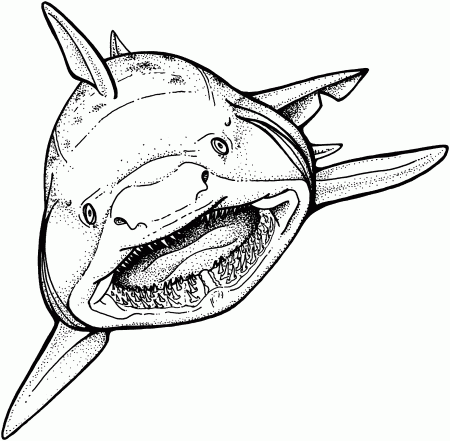 Shark Coloring Pages - Get Coloring Pages