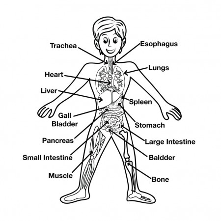 Internal Organs Coloring Pages (Page 1) - Line.17QQ.com