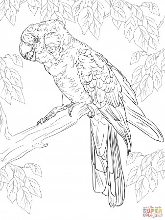 Cockatoos coloring pages | Free Coloring Pages
