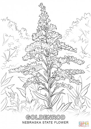 Nebraska State Flower coloring page | Free Printable Coloring Pages
