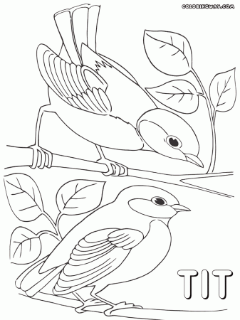 Tit bird coloring pages | Coloring pages to download and print