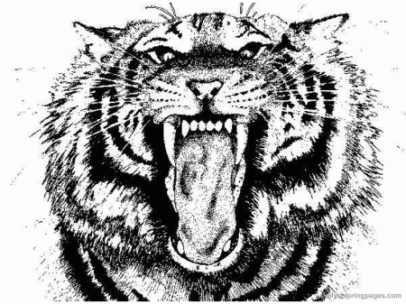 Related Tiger Coloring Pages item-13500, Tiger Coloring Pages ...