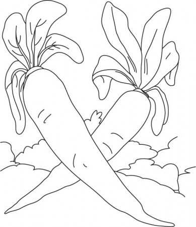 Two white radish coloring page | Download Free Two white radish coloring  page for kids | Best Coloring Pages