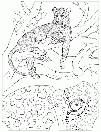 Leopard coloring page - Animals Town - Free Leopard color sheet