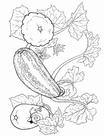 Squash Coloring Pages - Best Coloring Pages For Kids