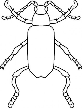 Species Of Bugs Coloring Page : Coloring Sun | Bug coloring pages, Coloring  pages, Animal coloring pages