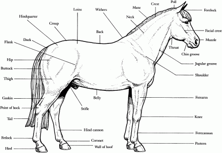 Horse Coloring Pages