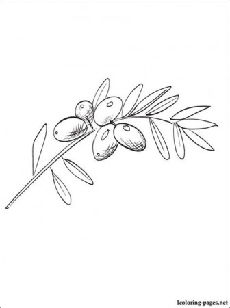 Olive Branch Colouring Pages - Free Colouring Pages