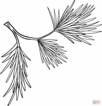Evergreen Tree Branch coloring page | Free Printable Coloring Pages