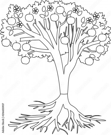 Coloring page. Apple tree with root system and fruits Stock Vector | Adobe  Stock