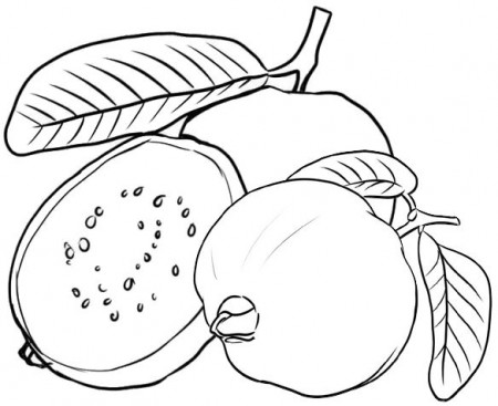 Pin by Colorists Lover on Guava Coloring | Fruit coloring pages, Guava, Coloring  pages for kids