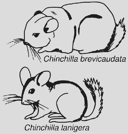 Chinchilla coloring page - Animals Town - Free Chinchilla color sheet