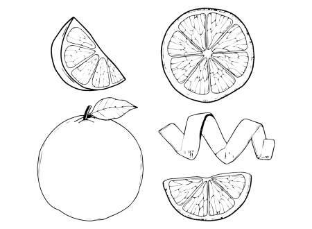 Free Printable Grapefruit Coloring Pages - Grapefruit Coloring Pages - Coloring  Pages For Kids And Adults