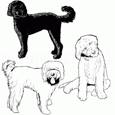 How To Draw a Labradoodle, Coloring Page, Trace Drawing