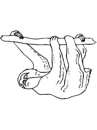 Sloth Coloring Page For Preschoolers