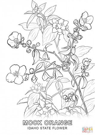 Idaho State Flower coloring page | Free Printable Coloring Pages