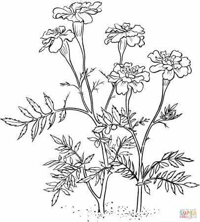 Marigolds coloring pages | Free Coloring Pages