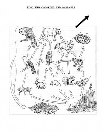 food web | Science in the Classroom | Pinterest | Food Webs, Food ...