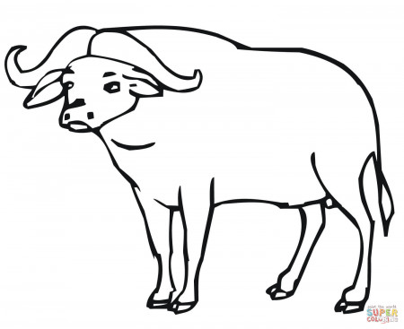 African Buffalo coloring page | Free Printable Coloring Pages