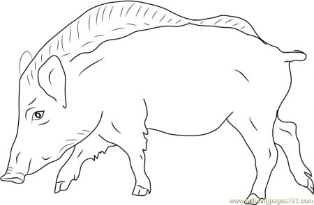 European Wild Boar Coloring Page for Kids - Free Boar Printable Coloring  Pages Online for Kids - ColoringPages101.com | Coloring Pages for Kids