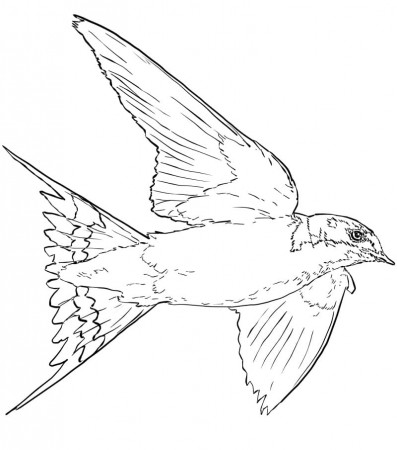 Swallow Coloring Pages - Free Printable Coloring Pages for Kids