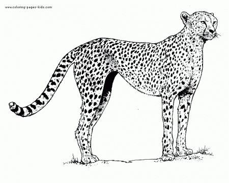 Cheetah Color Page - Get Coloring Pages