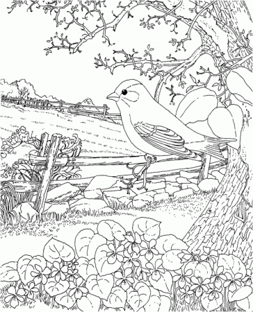 35 State Birds Coloring Pages - Free Printable Coloring Pages