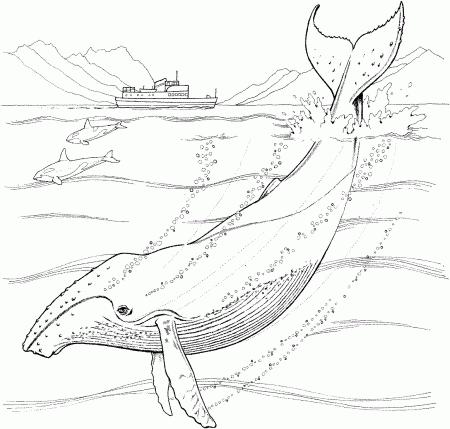 Humpback Whale Coloring Pages Marine Animal Coloring Pages | Whale coloring  pages, Animal coloring pages, Humpback whale