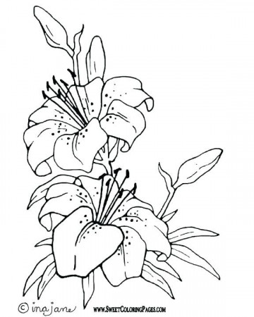 Easter Lily Coloring Page - Part 2