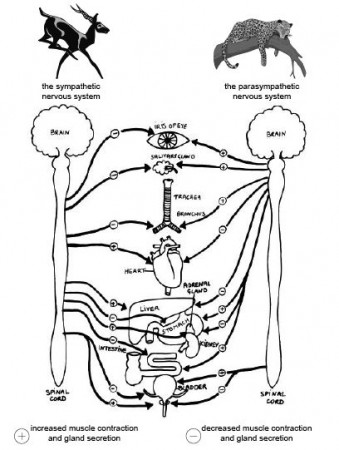 Anatomy and Physiology of Animals/Nervous System - Wikibooks, open books  for an open world