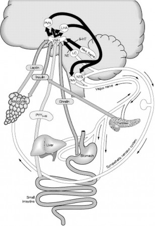 Fast Food, Central Nervous System Insulin Resistance, and Obesity |  Arteriosclerosis, Thrombosis, and Vascular Biology