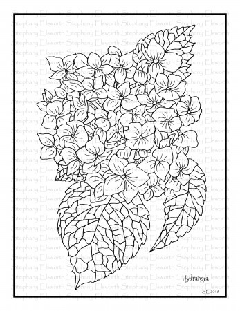 Hydrangea Blossom Printable Coloring Page - Color with Steph