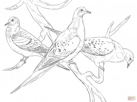 Pigeon S Coloring Pages